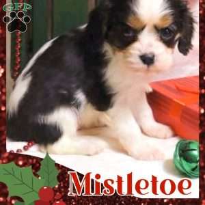 Mistletoe, Cavalier King Charles Spaniel Puppy